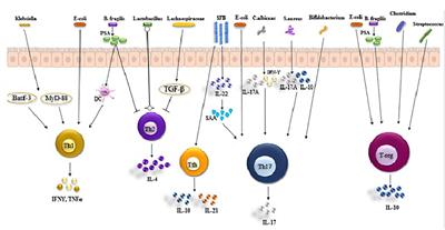 Microbiota activation and regulation of adaptive immunity